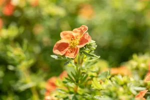 potentilla frut. 'red ace' (25- 30cm) - afbeelding 4