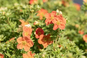 potentilla frut. 'red ace' (25- 30cm) - afbeelding 5