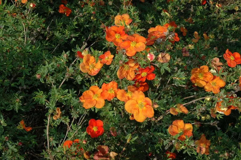 potentilla frut. 'red ace' (25- 30cm) - afbeelding 2