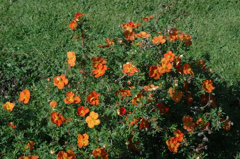 potentilla frut. 'red ace' (25- 30cm) - afbeelding 3