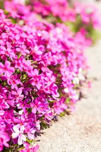 phlox (d) 'red admiral' P11 - afbeelding 1