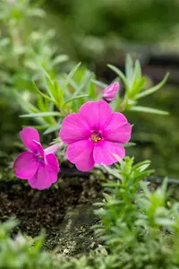 phlox (d) 'red admiral' P11 - afbeelding 2