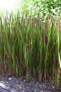 imperata cylindrica 'red baron' P11 - afbeelding 4