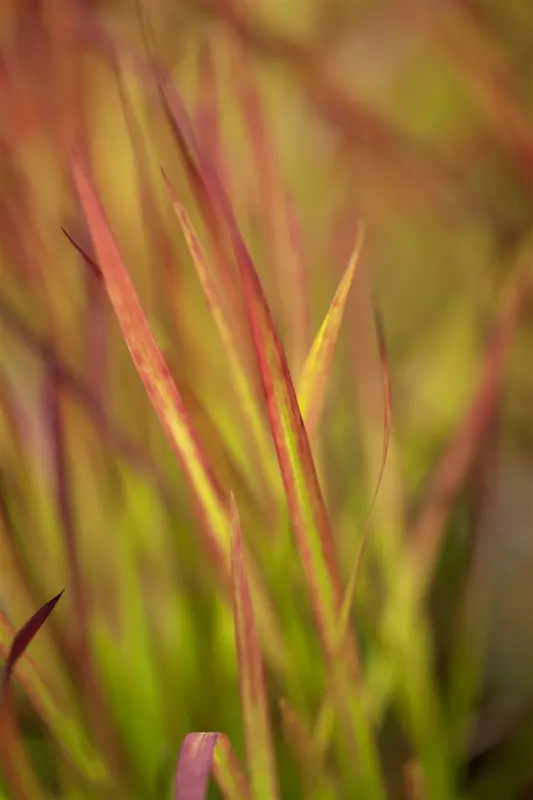 imperata cylindrica 'red baron' P11 - afbeelding 5