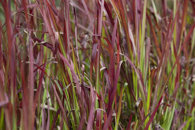 imperata cylindrica 'red baron' P11 - afbeelding 3