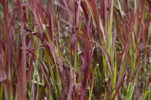 imperata cylindrica 'red baron' P10.5 - afbeelding 3