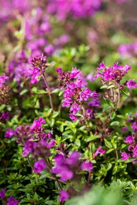 thymus praecox 'red carpet' P11 - afbeelding 1