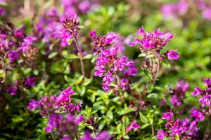 thymus praecox 'red carpet' P11 - afbeelding 2