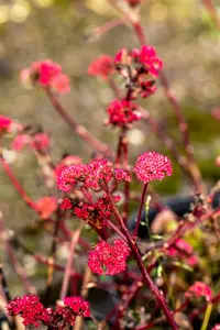 sedum hybr. 'red cauli' P9 - afbeelding 3