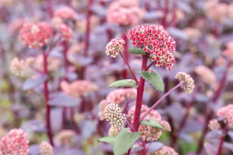 sedum hybr. 'red cauli' P9 - afbeelding 1