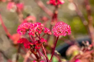 sedum hybr. 'red cauli' P9 - afbeelding 4