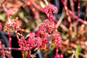 sedum hybr. 'red cauli' P9 - afbeelding 2