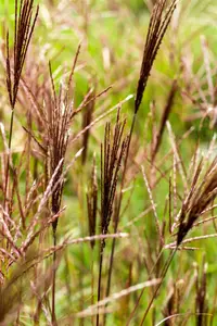 miscanthus sin. 'red chief' P11 - afbeelding 5