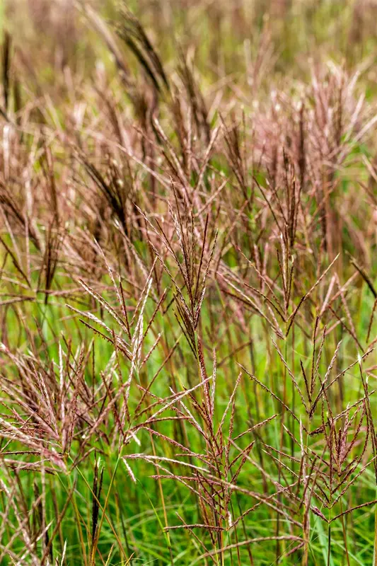 miscanthus sin. 'red chief' P9 - afbeelding 3