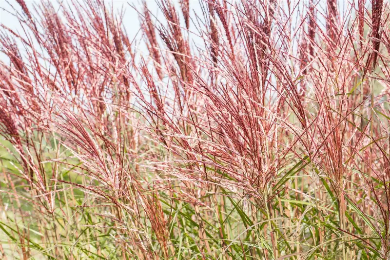 miscanthus sin. 'red chief' P11 - afbeelding 1