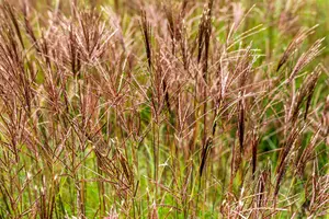 miscanthus sin. 'red chief' P11 - afbeelding 2