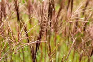 miscanthus sin. 'red chief' P9 - afbeelding 4