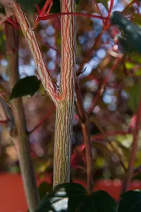 acer consp. 'red flamingo' (175-200 cm) - afbeelding 2