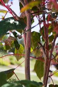 acer consp. 'red flamingo' (175-200 cm) - afbeelding 3