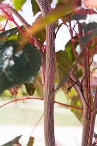 acer consp. 'red flamingo' (175-200 cm) - afbeelding 4