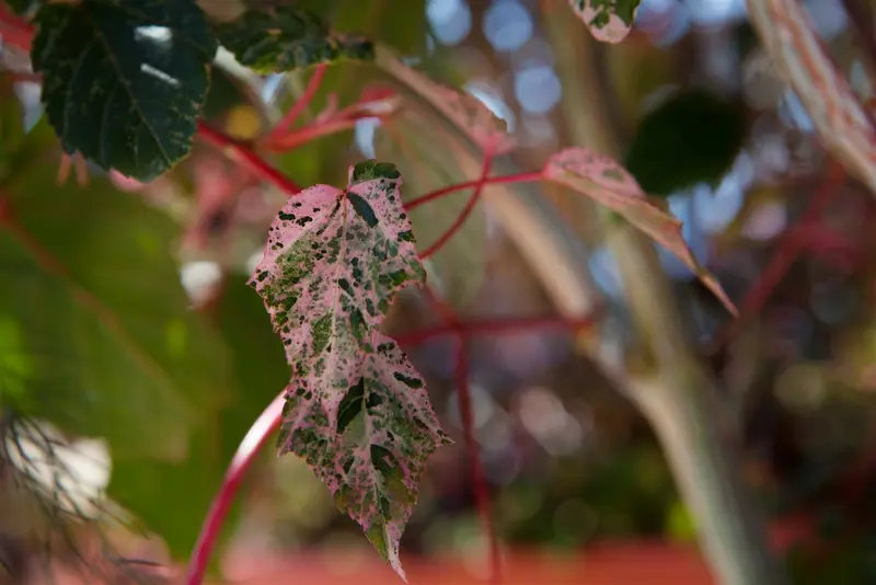 acer consp. 'red flamingo' (175-200 cm) - afbeelding 1