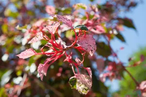 acer consp. 'red flamingo' (175-200 cm) - afbeelding 5