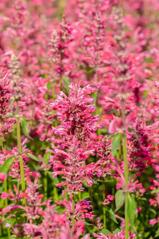 Agastache mexicana 'Red Fortune'® P9 - afbeelding 2