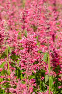 Agastache mexicana 'Red Fortune'® P9 - afbeelding 2