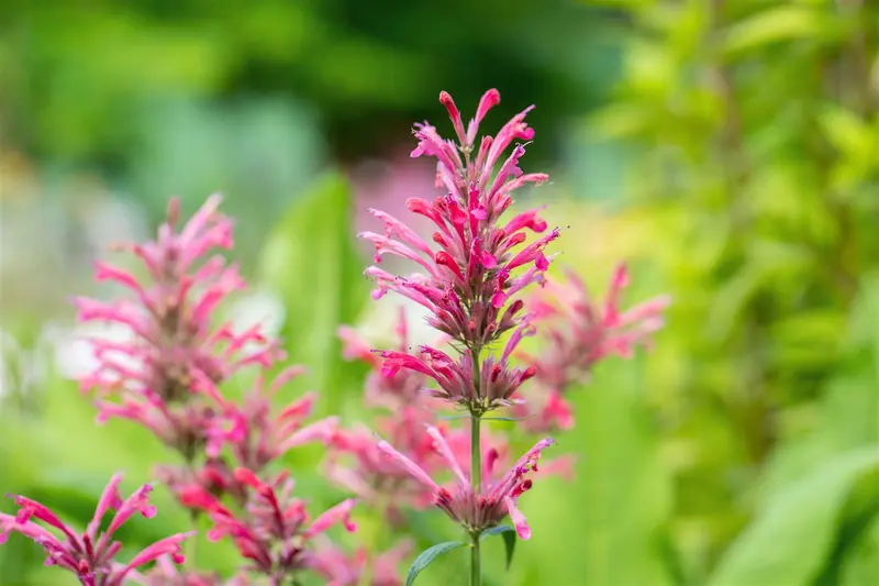 Agastache mexicana 'Red Fortune'® P9 - afbeelding 1