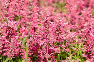 Agastache mexicana 'Red Fortune'® P9 - afbeelding 3