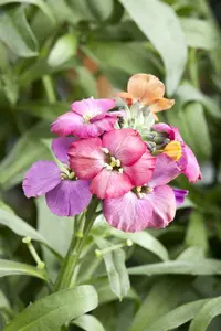 erysimum red jep  P10.5