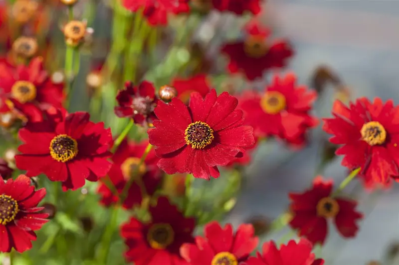 coreopsis vert. 'ruby red' P11