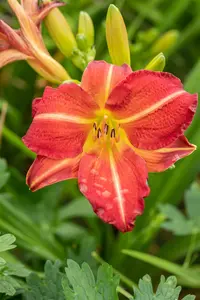 hemerocallis hybr. 'red rum' P9 - afbeelding 1