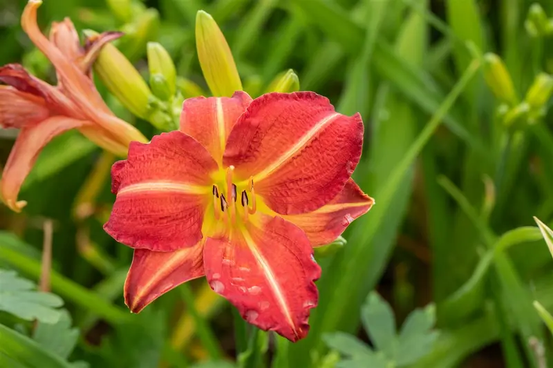 hemerocallis hybr. 'red rum' P9 - afbeelding 2