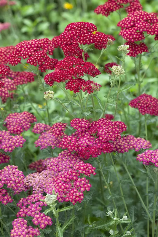 achillea mil. 'red velvet' P9 - afbeelding 2