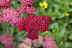 achillea mil. 'red velvet' P9 - afbeelding 1