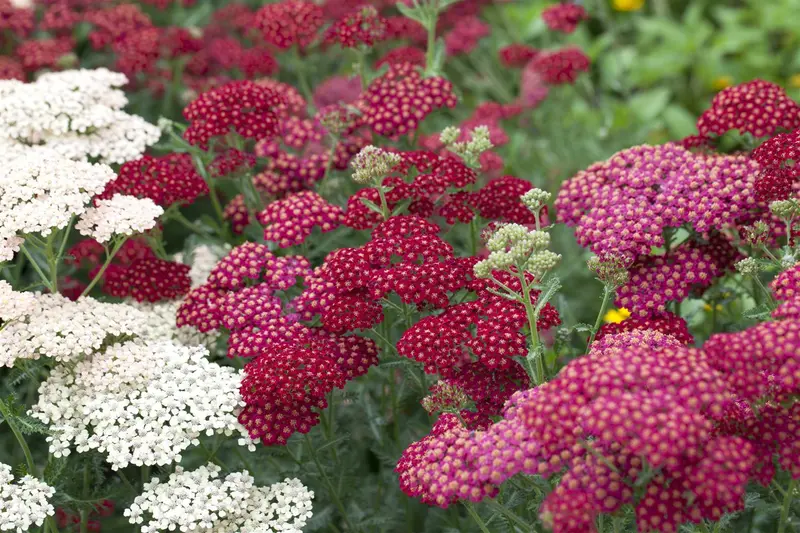 achillea mil. 'red velvet' P9 - afbeelding 3