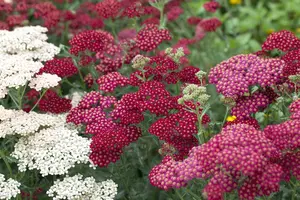 achillea mil. 'red velvet' P9 - afbeelding 3