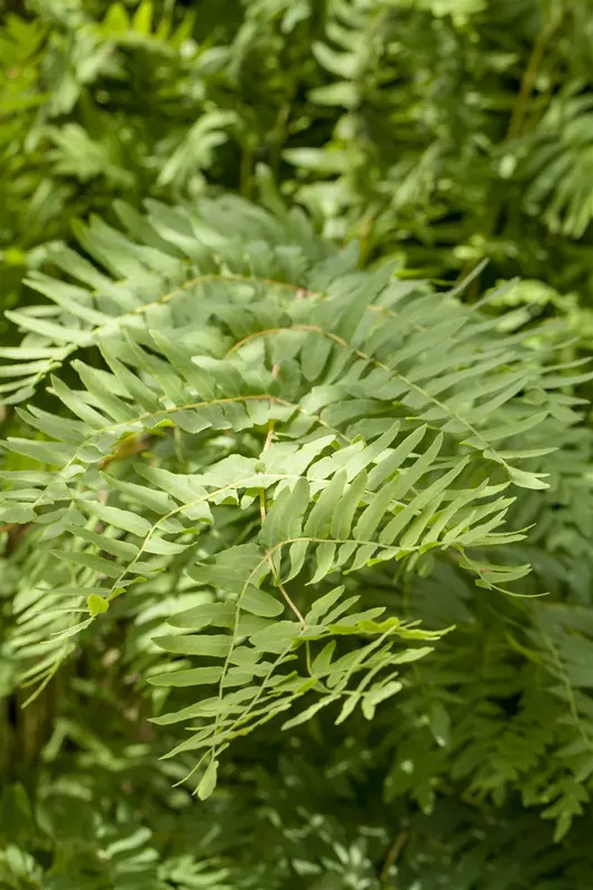 osmunda regalis P9 - afbeelding 2