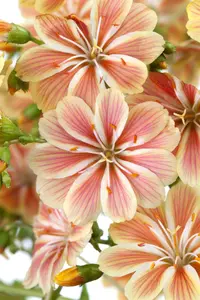 lewisia cotyledon P10.5 - afbeelding 1