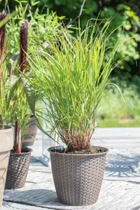 panicum virg rehbraun p11 - afbeelding 4