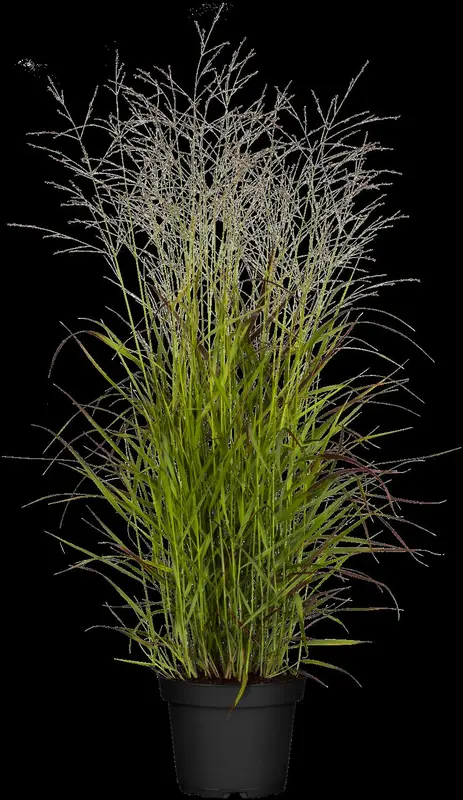 panicum virg rehbraun p11 - afbeelding 1