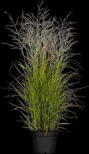 panicum virg. 'rehbraun' ('rotbraun') P9 - afbeelding 1