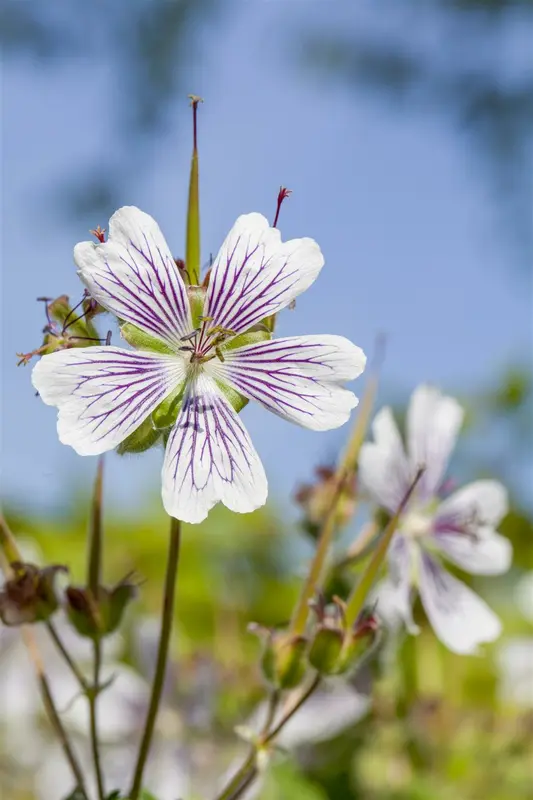 geranium renardii P9 - afbeelding 3