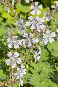 geranium renardii P9 - afbeelding 4