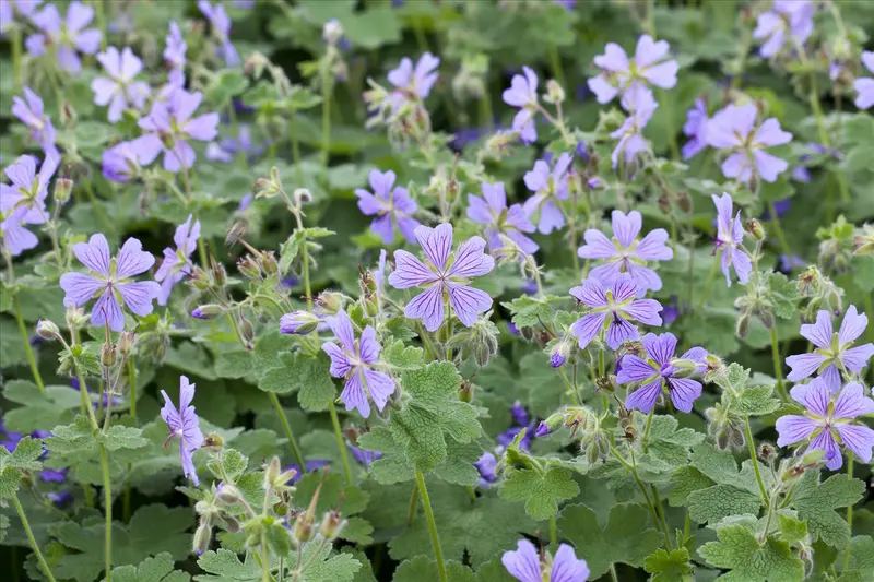 geranium renardii P9 - afbeelding 1