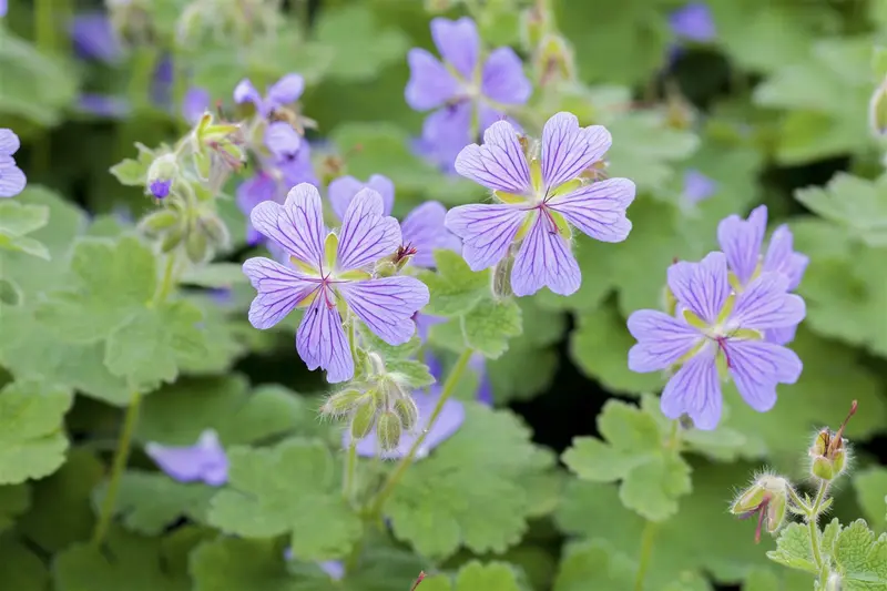 geranium renardii P9 - afbeelding 2