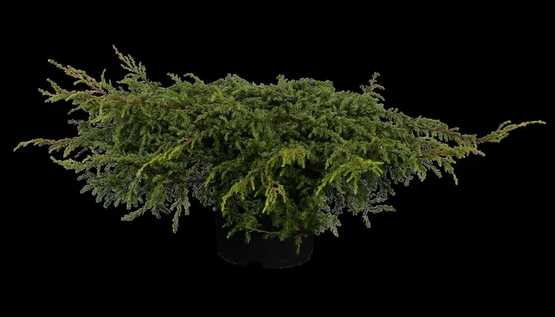 Repanda juniperus 100-125 - afbeelding 3