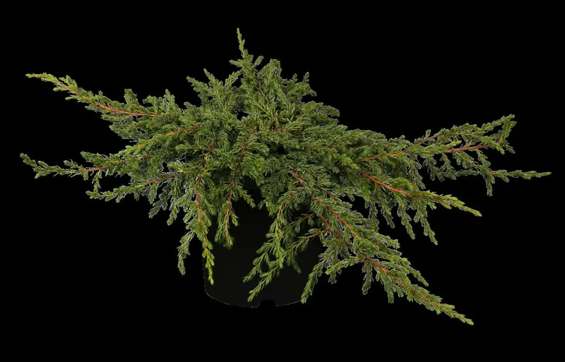 Repanda juniperus 100-125 - afbeelding 1