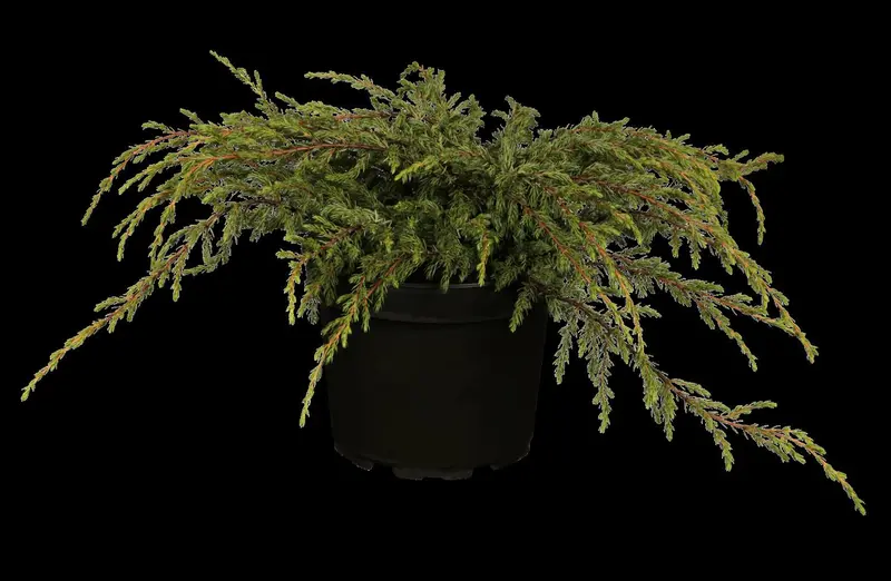 Repanda juniperus 100-125 - afbeelding 2